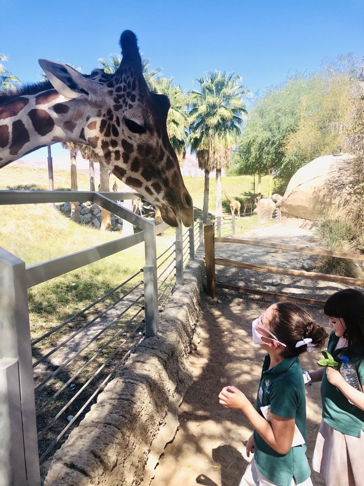 feeding giraffe